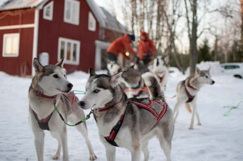 Luleå: Drive your own Husky team, 10km - Frequently Asked Questions