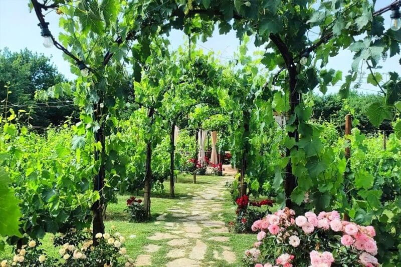 Lunch in the garden and Wine Tasting - Key Points / Takeaways