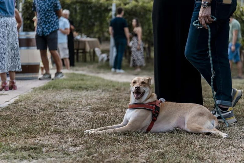 Lunch in the Vineyard in Alba - Who Will Love This Tour?