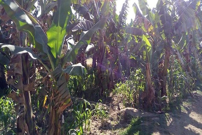 Luxor Half Day Felucca Boat Ride With Banana Island Visit - Journey to Banana Island