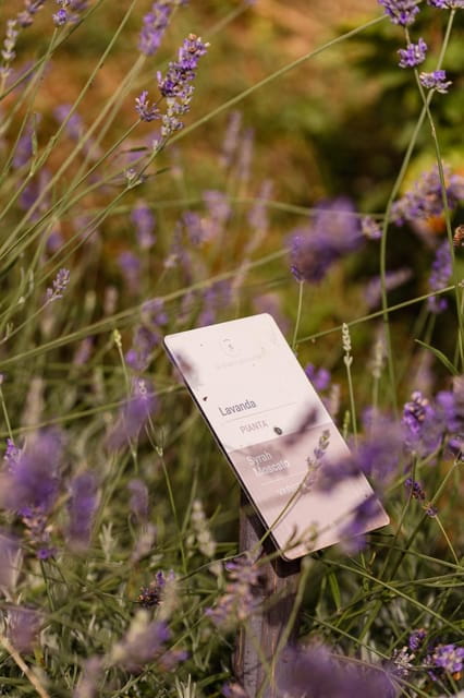 Luxurious Wine Experience: Savor Venetian Best Vineyards - Why this Tour Is a Great Choice