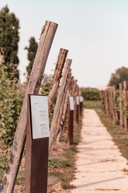 Luxurious Wine Experience: Savor Venetian Best Vineyards - Price and Logistics: Is It Worth It?