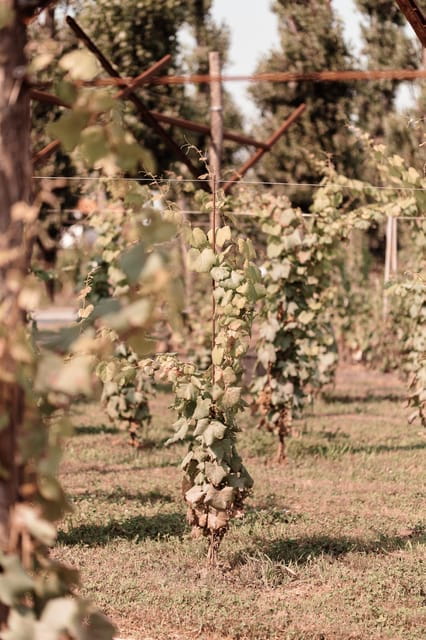 Luxurious Wine Experience: Savor Venetian Best Vineyards - FAQ