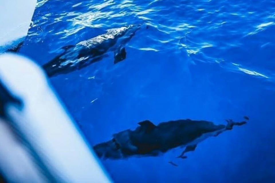 Maalaea: West Maui Snorkeling & Sailing Day Trip With Lunch - Booking and Cancellation Policy