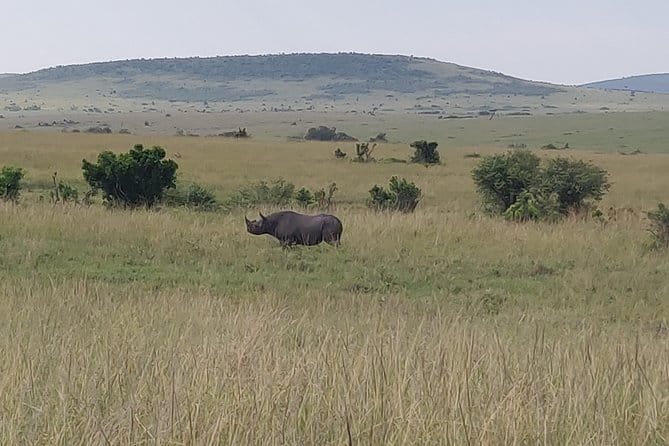 Maasai Mara Safari!! - Start Time and Tour Type
