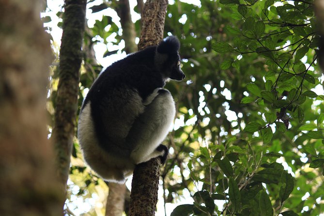 Madagascar Wildlife Tour for 02 Days - Wildlife Encounters