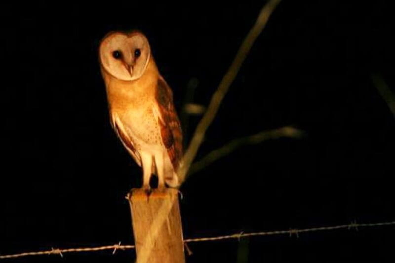 Madeira: Barn Owl Watching - Madeira: Barn Owl Watching — An Up-Close Encounter with an Endemic Bird