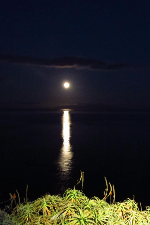 Madeira: Barn Owl Watching - Key Points / Takeaways