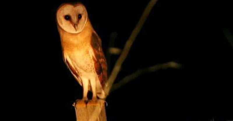 Madeira: Barn Owl Watching - Who Should Consider This Tour?