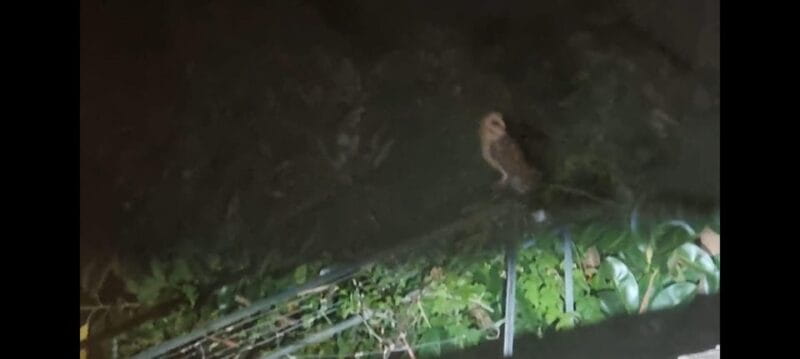 Madeira: Barn Owl Watching - The Sum Up