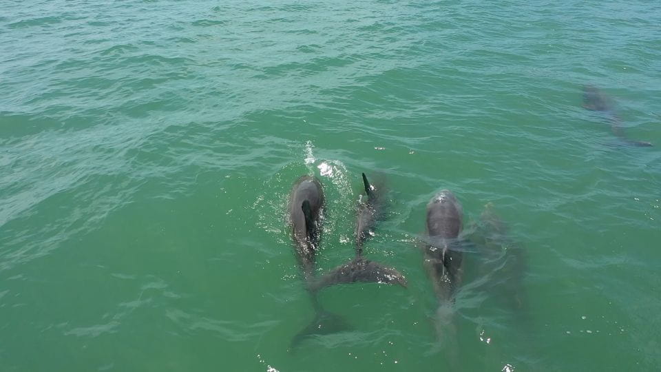 Madeira Beach: Sightseeing Cruise to Johns Pass With Guide - Cancellation Policy