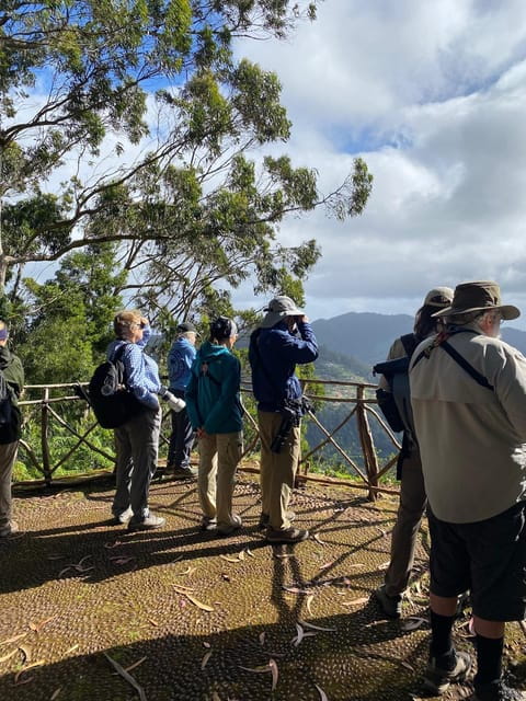 Madeira: Birdwatching - The Endemics - Key Points / Takeaways
