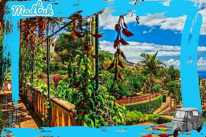 Madeira: Botanical Gardens + Old Town Tuk-Tuk Tour by MadTuk - Who is this tour best suited for?