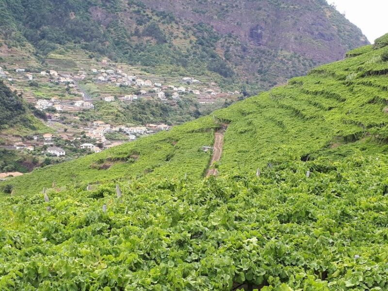 Madeira: Cabo Girão, Wine Tasting, & Serra d'Água Jeep Tour - Who This Tour Is Perfect For