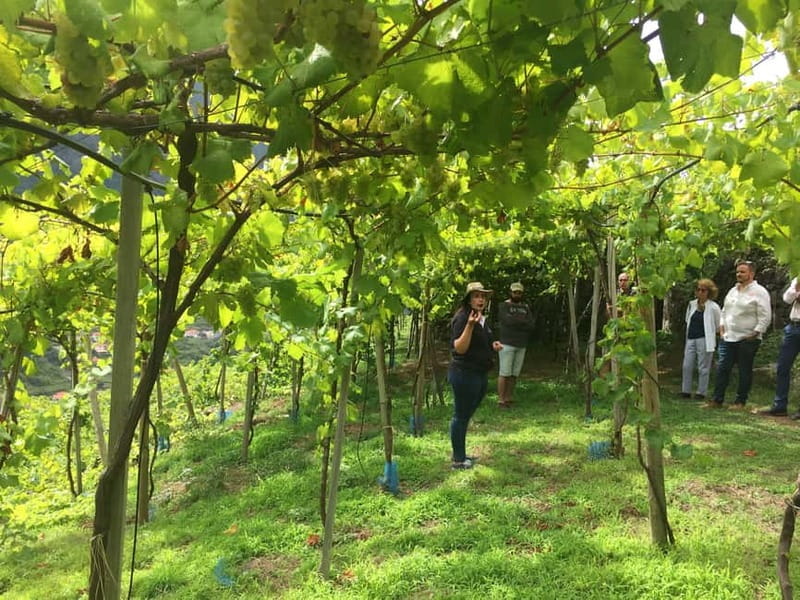 Madeira: Cabo Girão, Wines Experience and Dolphins Watching - Wine Tasting at Quinta do Barbusano