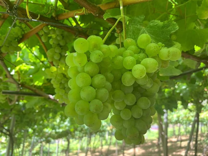 Madeira: Cabo Girão, Wines Experience and Dolphins Watching - Lunch and Free Time at Funchal Marina