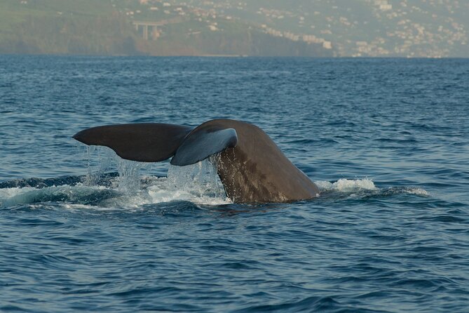 Madeira Dolphin & Whale Watching Tour - Tour Details