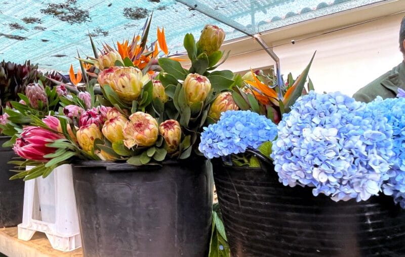 Madeira: East Coast, Sao Lourenço & Local farmers' market - Who Should Consider This Tour?