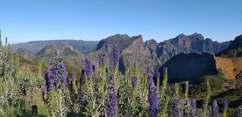 Madeira East Island Tour and Levada Walk - Exploring Madeira’s Natural Wonders in Comfort