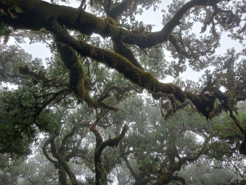 Madeira: Fanal Forest Guided Hiking Tour - Entering the Forest of Living History