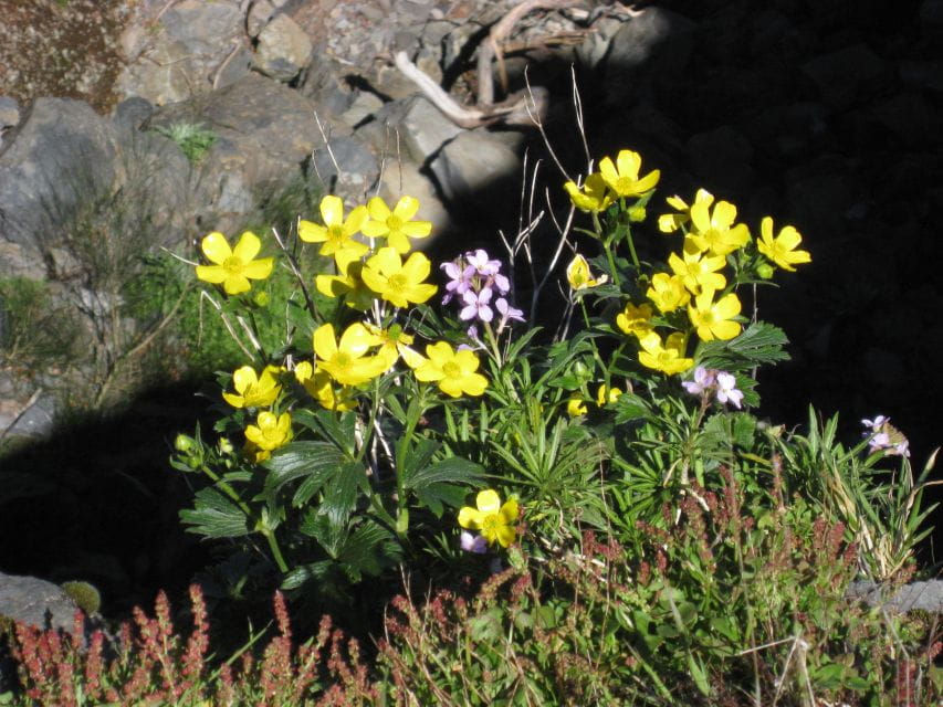 Madeira: Full-Day Teixeira Walk - Frequently Asked Questions