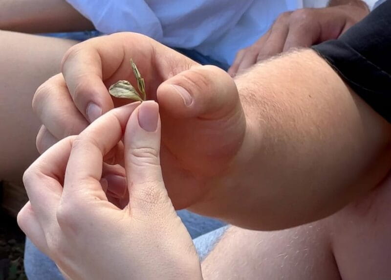 Madeira: Group and Private Tea Drinking Experiences - The Sum Up: Who Will Love This?