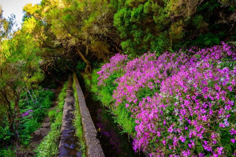 MADEIRA ISLAND WALK - 25 FOUNTAINS LEVADA - Experience overview: Why this walk stands out