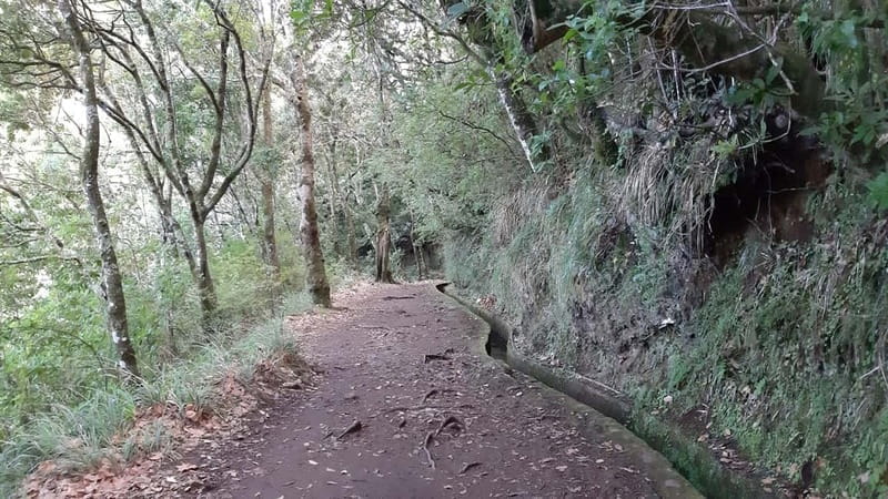 Madeira: Private 1.5-Kilometer Levada dos Balcões Hike PR11 - Entering the Forest: Starting in Ribeiro Frio