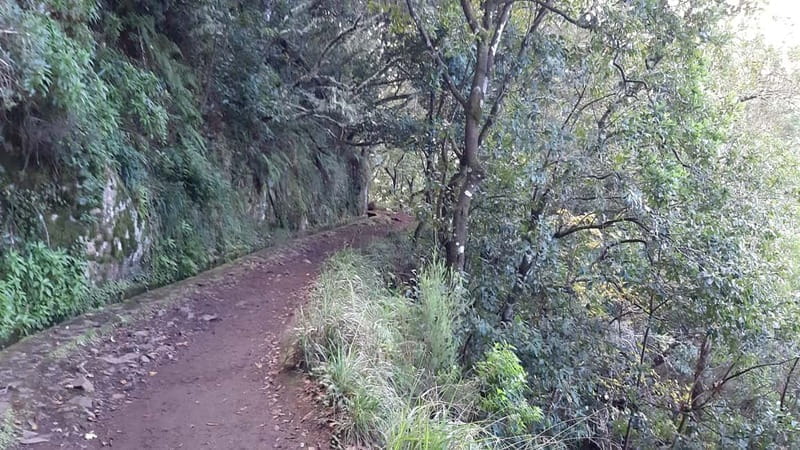 Madeira: Private 1.5-Kilometer Levada dos Balcões Hike PR11 - Who Is This Tour For?