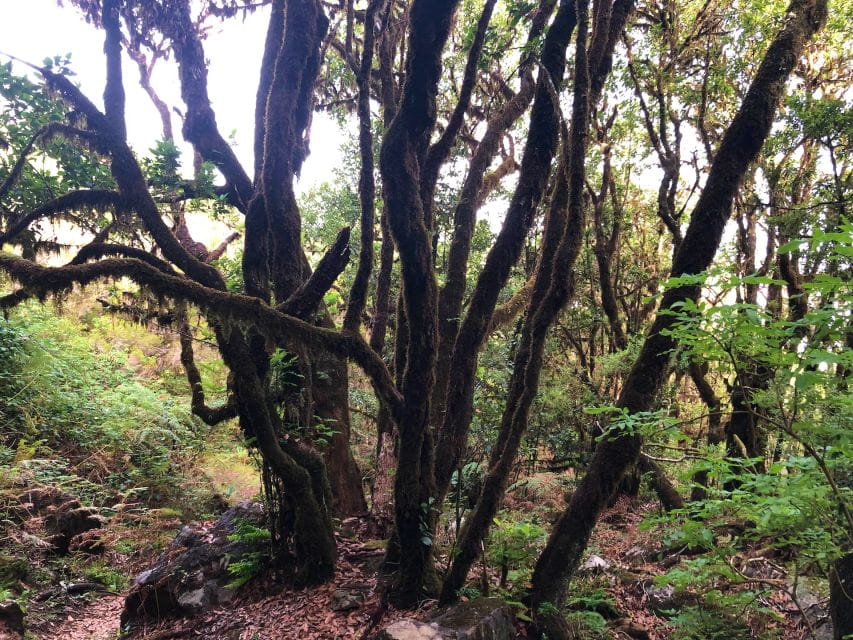 Madeira: Private Guided Vereda Do Fanal Walk PR13 - Laurissilva Forest Scenery