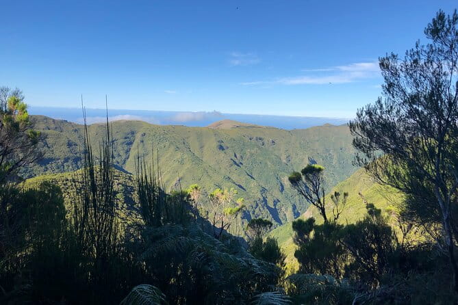 Madeira: Private Guided Walk Vereda Fanal PR13 - Exploring Madeira’s Natural Side on the Vereda Fanal PR13
