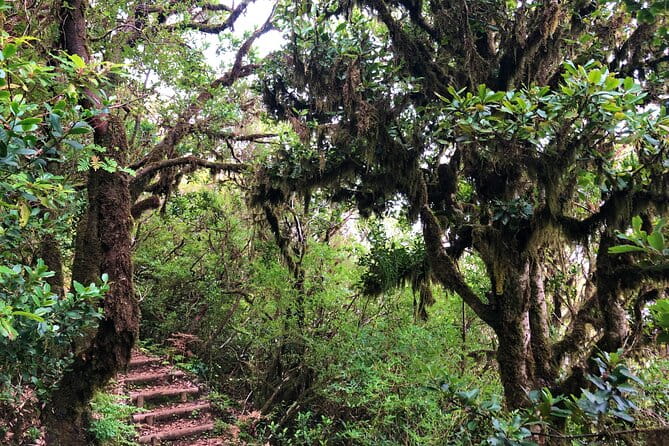 Madeira: Private Guided Walk Vereda Fanal PR13 - Frequently Asked Questions