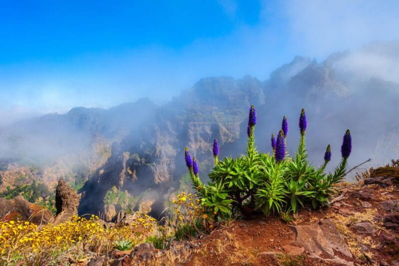 Madeira Stairway to Heaven to Larano Hike Mountain to Sea - Discover Madeira’s Mountain to Sea Adventure: Stairway to Heaven & Larano Hike