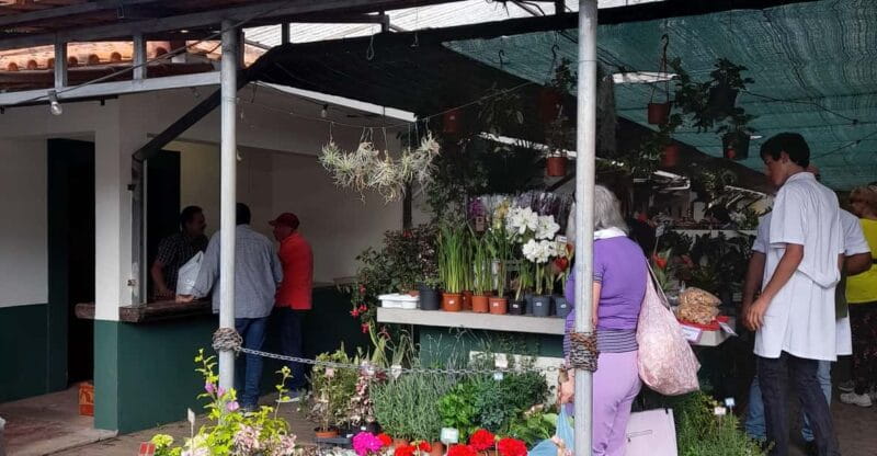 Madeira: Sunday Market in Santo da Serra - An In-Depth Look at the Tour Experience