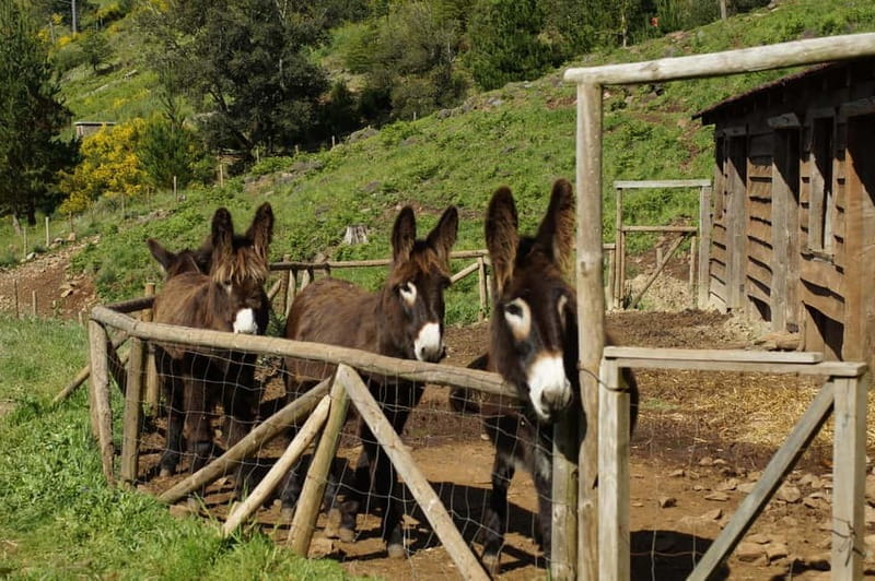Madeira : Sunrise at Pico do Arieiro + 2 Hikes - PR1 and PR3 - The Itinerary in Detail: What to Expect