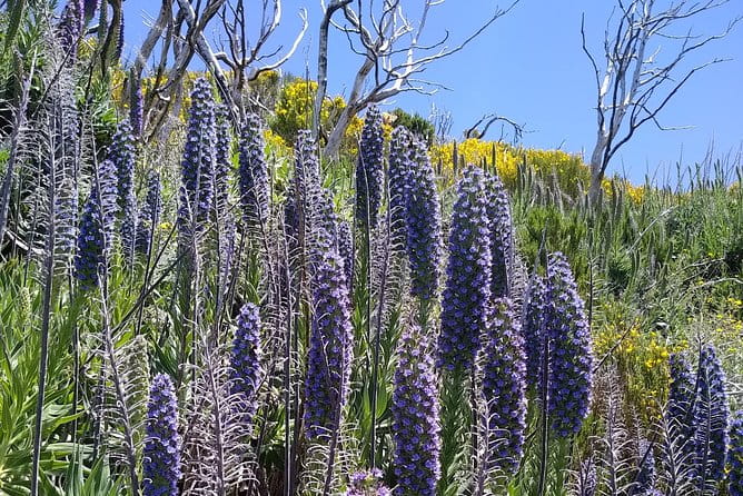 Madeira Sunrise at Pico Ruivo (Private) - Accessibility and Health Considerations