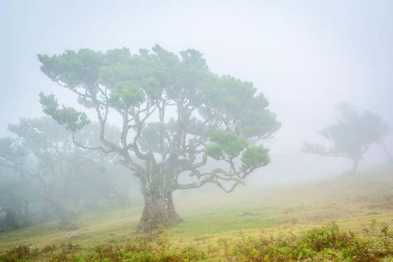 Madeira: West Island Day Trip - Key points / Takeaways