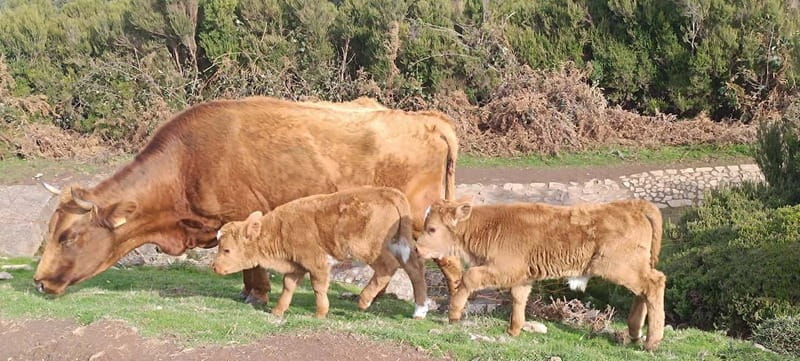 Madeira West Island Full-Day Tour with Fanal Forest - Key Points / Takeaways