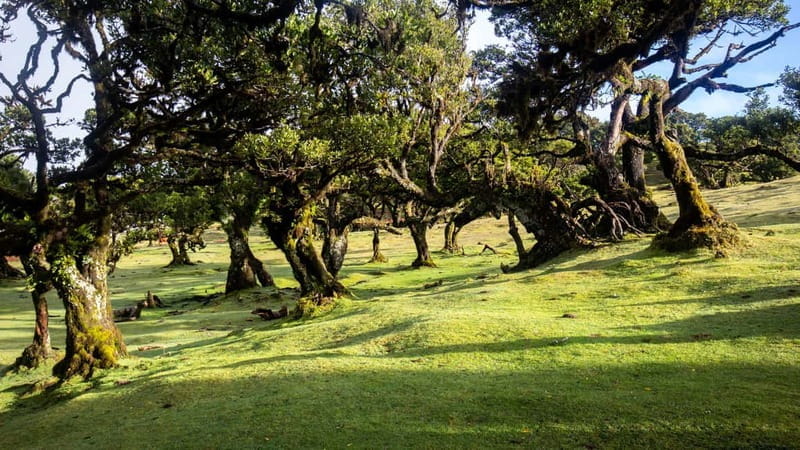 Madeira: Westside Achadas Cruz, Moniz, Seixal and Fanal - Practical Details: What You Need to Know