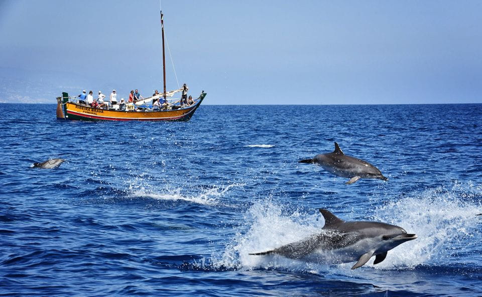 Madeira: Whale Watching Excursion in a Traditional Vessel - Spotting Opportunities