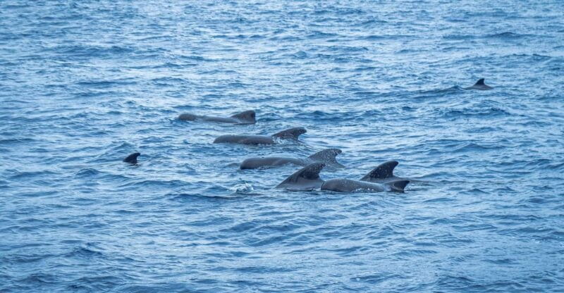 Madeira : Whales and Dolphins wooden boat excursion - Madeira: Whales and Dolphins Wooden Boat Excursion – A Close Encounter with Ocean Giants
