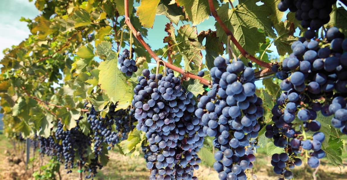 Madrid: Half-Day Winery Tour With Tasting - Key Points