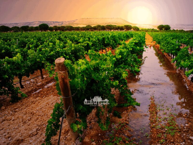 Madrid: Luxury Winner and Ribera del Duero Tour - Key points / Takeaways