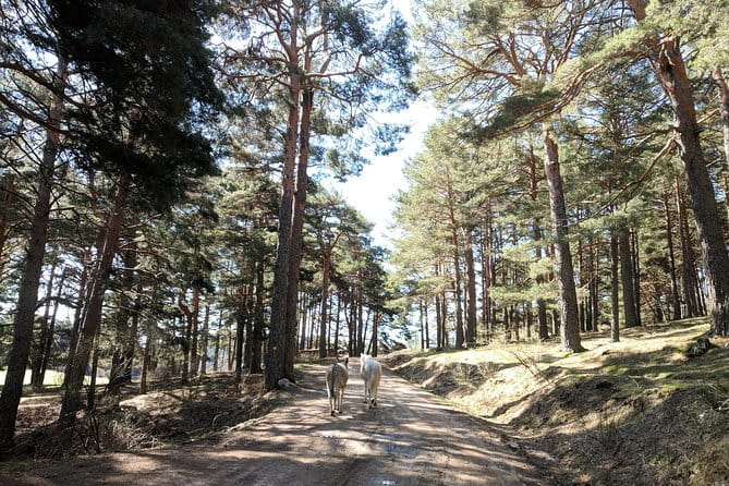 Madrid Mountains Free Walking Tour - Price and Logistics: Great Value for a Natural Escape