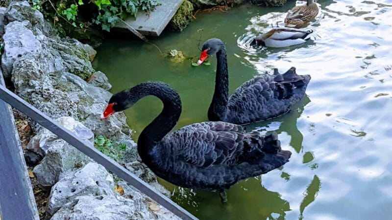 Madrid: Retiro Park Guided Tour with a Photographer - Discover Madrids Retiro Park with a Guided Photographer Tour