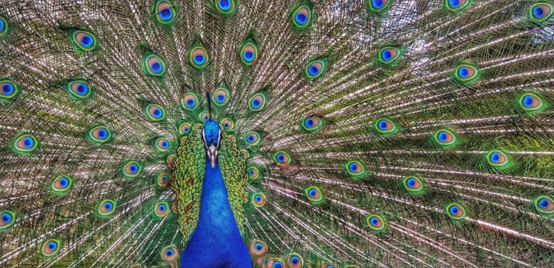 Madrid: Retiro Park Guided Tour with a Photographer - Why You Should Take This Tour: Key Points