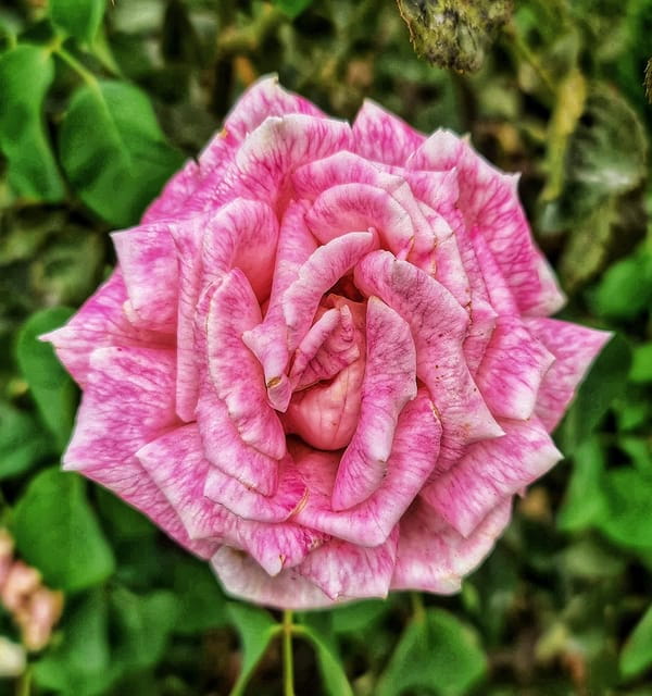 Madrid: Retiro Park Guided Tour with a Photographer - Inside the Experience: A Detailed Breakdown