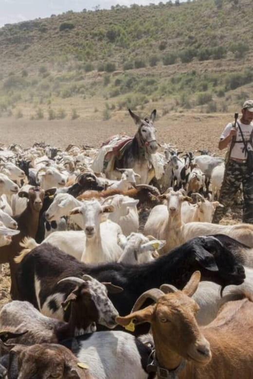 Madrid: Unspoiled Spain for Foodies & Nature s - Who Will Love This Tour?