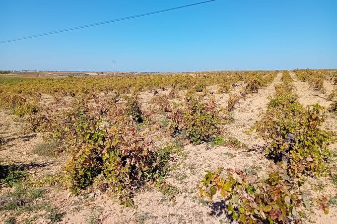 Madrid Wine Tour: Visit Two Wineries with Tastings - Visiting the First Winery: Modern, high-quality wines