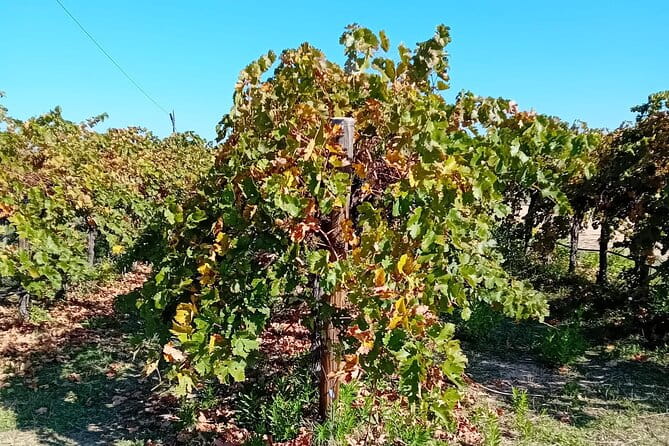 Madrid Wine Tour: Visit Two Wineries with Tastings - Exploring Chinchon and Winery Two: Traditional meets innovative